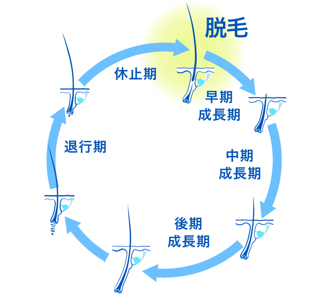 正常なヘアサイクルのイメージ