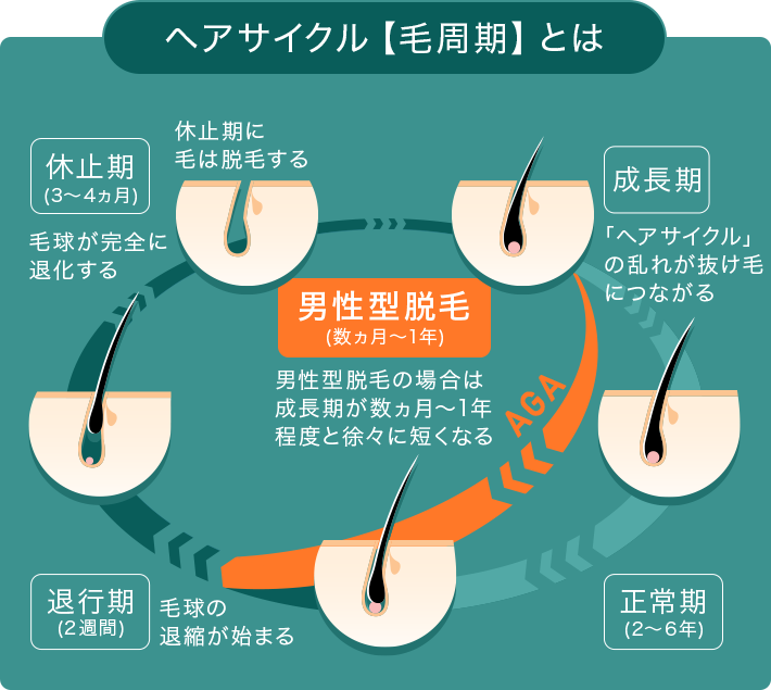 ヘアサイクル【毛周期とは】