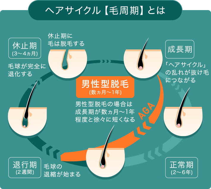 ヘアサイクル【毛周期とは】