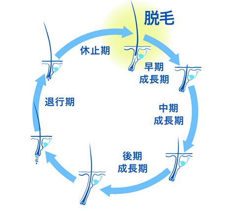 健康なヘアサイクルの図