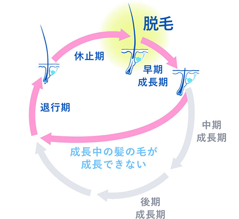 乱れたヘアサイクルの図